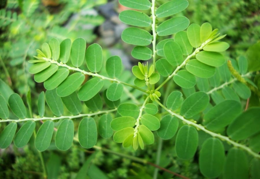 Điều trị viêm gan B bằng cây chó đẻ